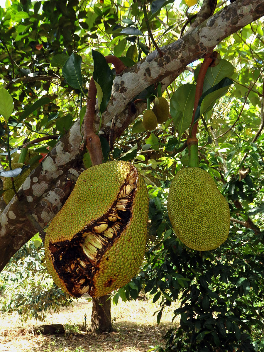 Chlebovník (Artrocarpus heterophyllus Lam.)