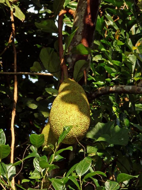 Chlebovník (Artrocarpus heterophyllus Lam.)