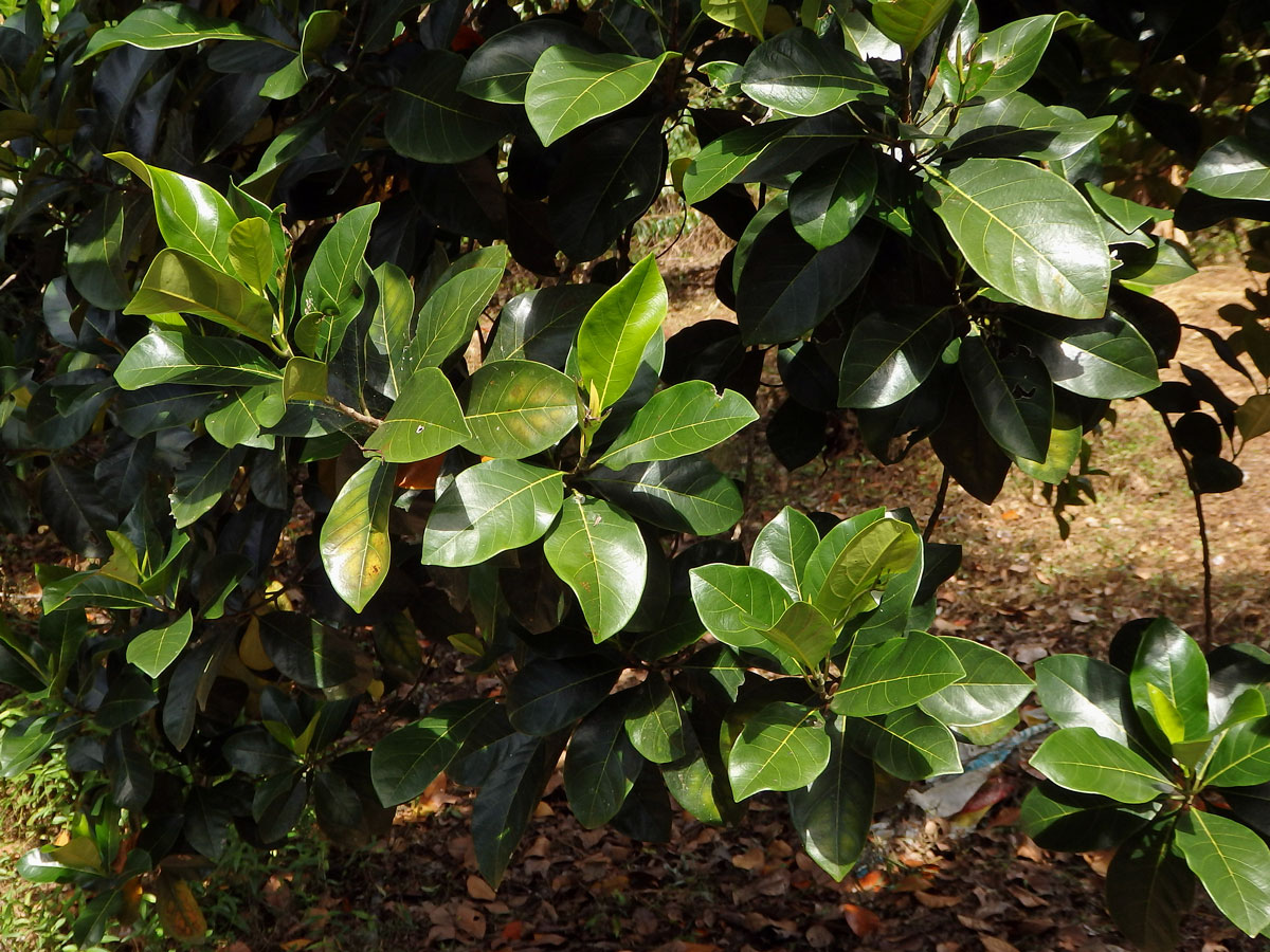 Chlebovník (Artrocarpus heterophyllus Lam.)