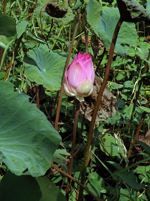 Lotos ořechonosný (Nelumbo nucifera Gaertn.)