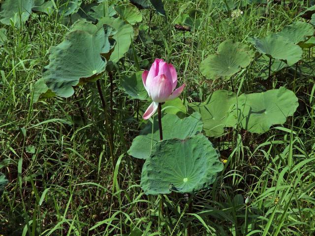 Lotos ořechonosný (Nelumbo nucifera Gaertn.)