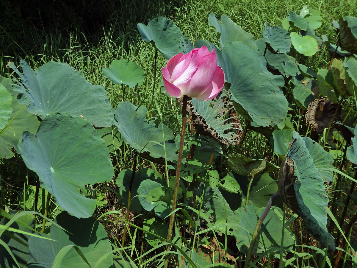 Lotos ořechonosný (Nelumbo nucifera Gaertn.)