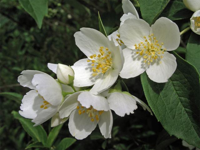 Pustoryl věncový (Philadelpha coronarius L.)