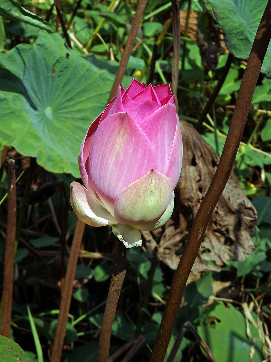 Lotos ořechonosný (Nelumbo nucifera Gaertn.)