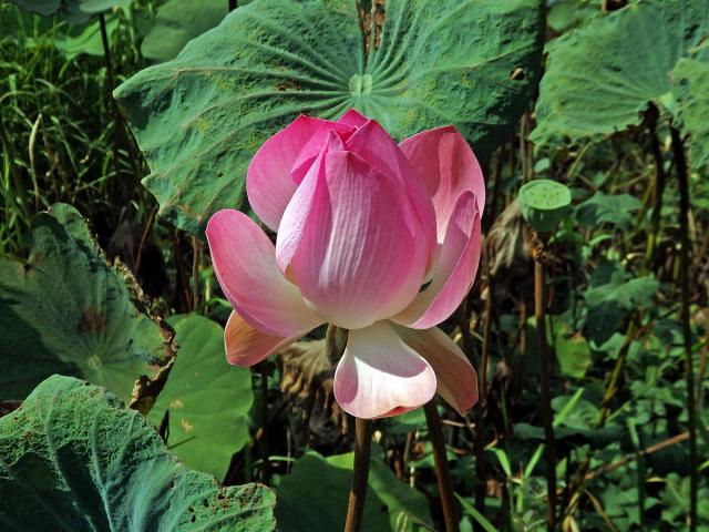 Lotos ořechonosný (Nelumbo nucifera Gaertn.)