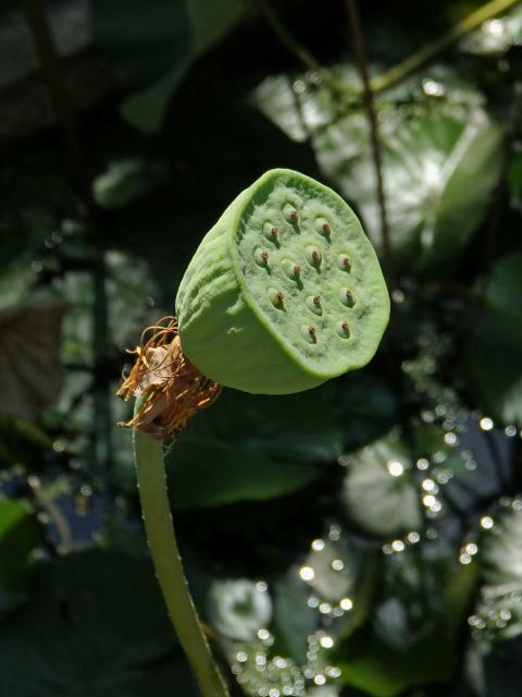 Lotos ořechonosný (Nelumbo nucifera Gaertn.)