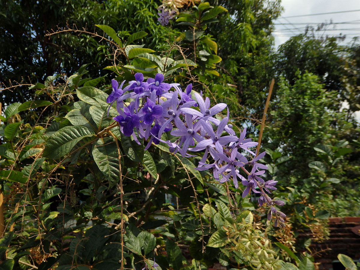 Petrea volubilis L.