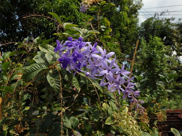 Petrea volubilis L.