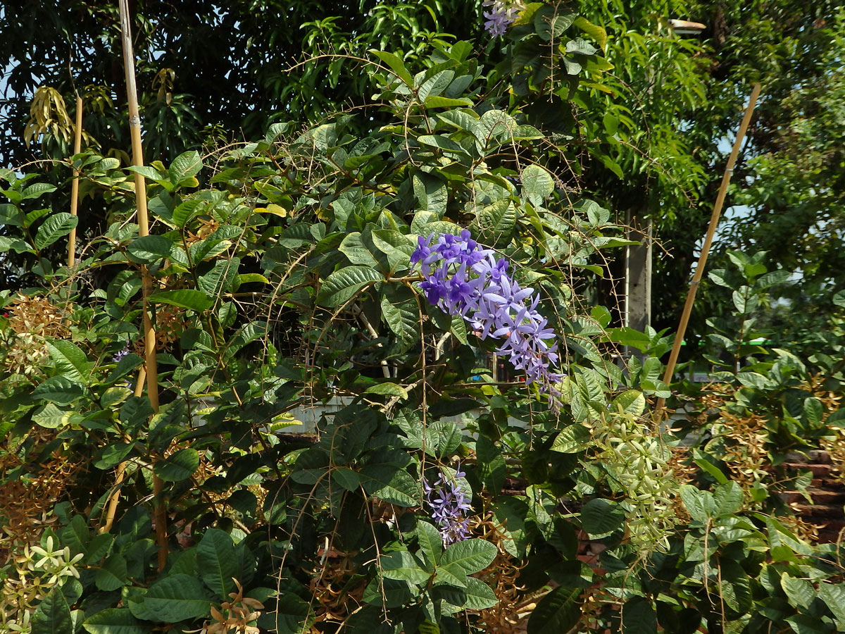 Petrea volubilis L.