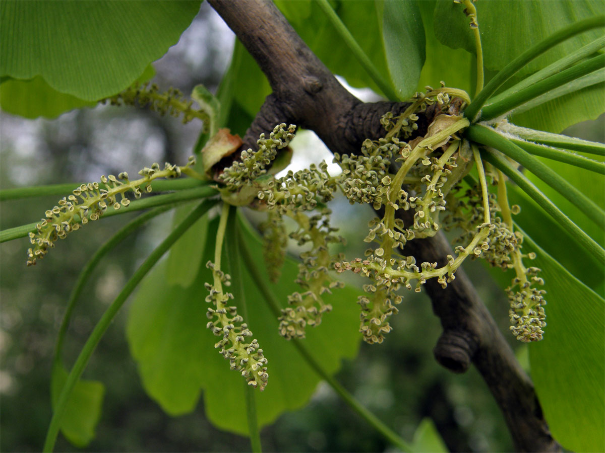 Jinan dvoulaločný (Ginkgo biloba L.)