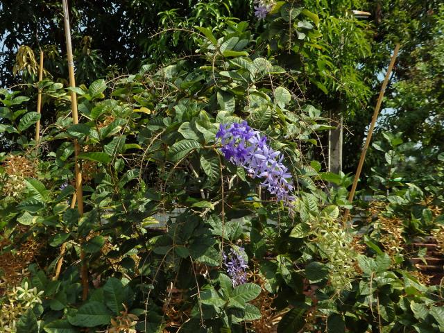 Petrea volubilis L.