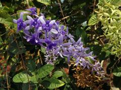 Petrea volubilis L.