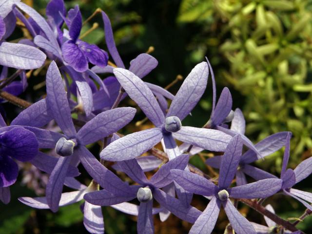 Petrea volubilis L.