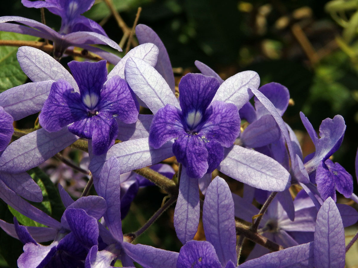 Petrea volubilis L.