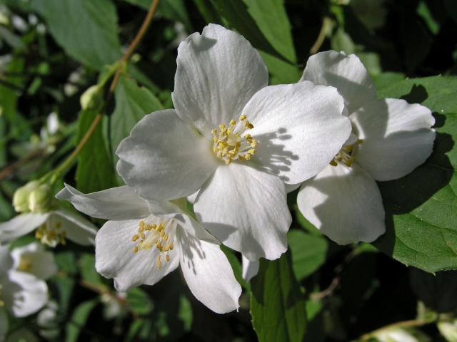 Pustoryl věncový (Philadelpha coronarius L.)