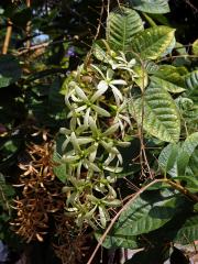 Petrea volubilis L.