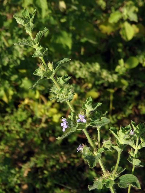 Hyptis suavolens (L.) Poit.