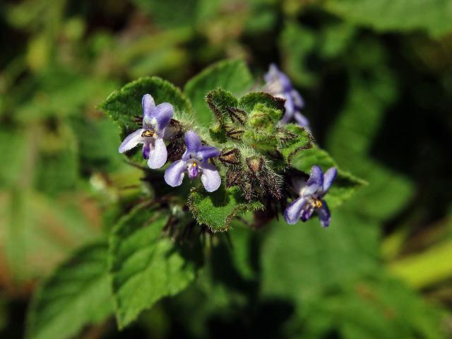 Hyptis suavolens (L.) Poit.