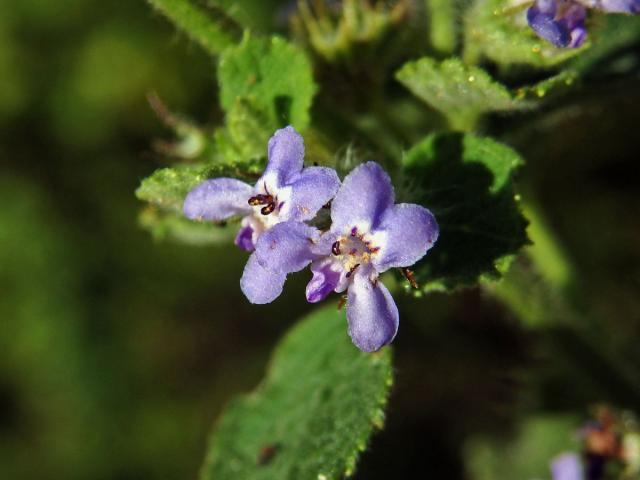 Hyptis suavolens (L.) Poit.