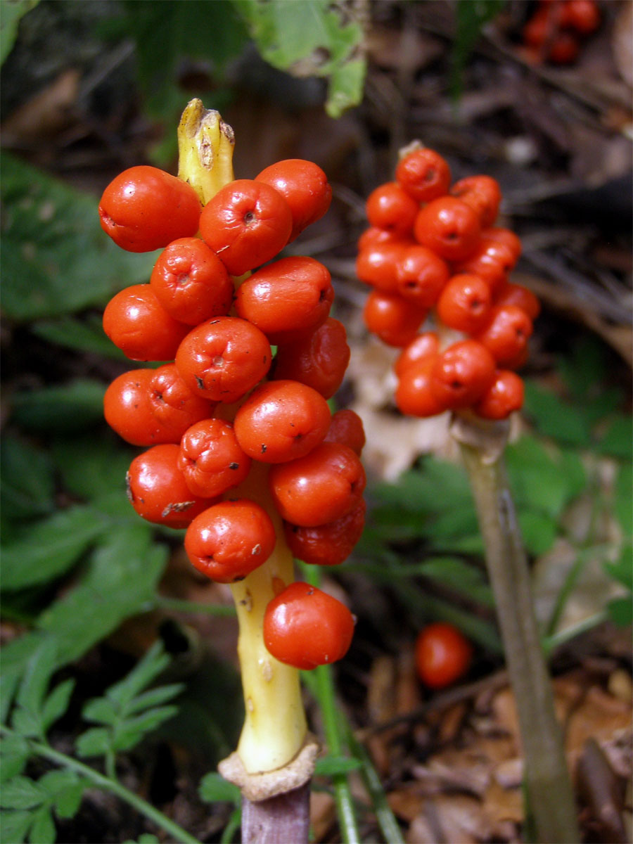 Áron plamatý (Arum maculatum L.)