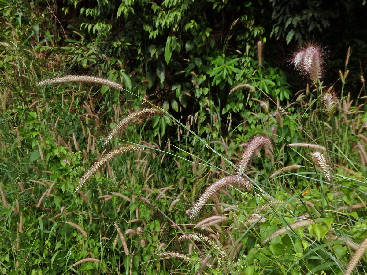 Dochan (Pennisetum polystachion (L.) J. A. Schultes)