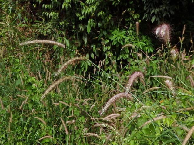 Dochan (Pennisetum polystachion (L.) J. A. Schultes)