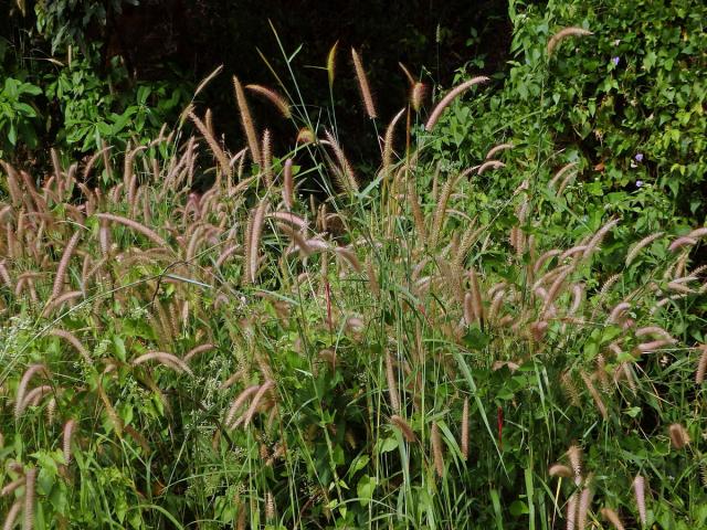 Dochan (Pennisetum polystachion (L.) J. A. Schultes)