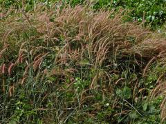 Dochan (Pennisetum polystachion (L.) J. A. Schultes)