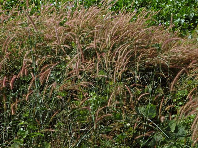 Dochan (Pennisetum polystachion (L.) J. A. Schultes)