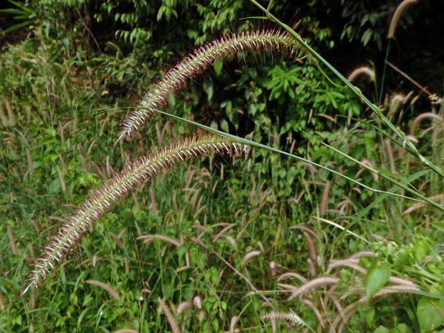 Dochan (Pennisetum polystachion (L.) J. A. Schultes)