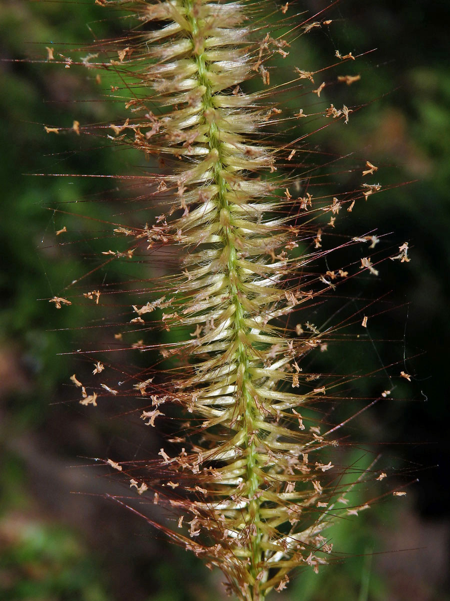 Dochan (Pennisetum polystachion (L.) J. A. Schultes)