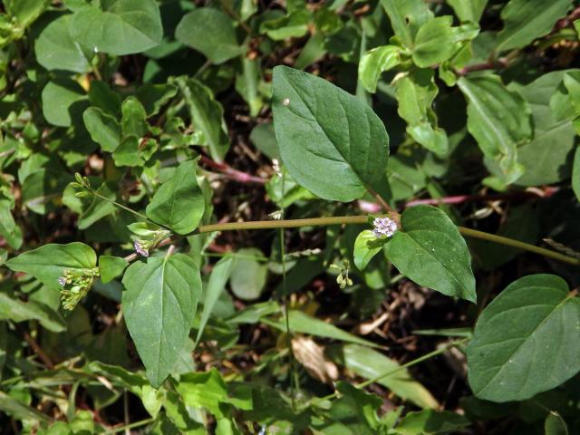 Boerhavia acutifolia (Choisy) J. W. Moore