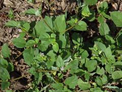 Boerhavia acutifolia (Choisy) J. W. Moore