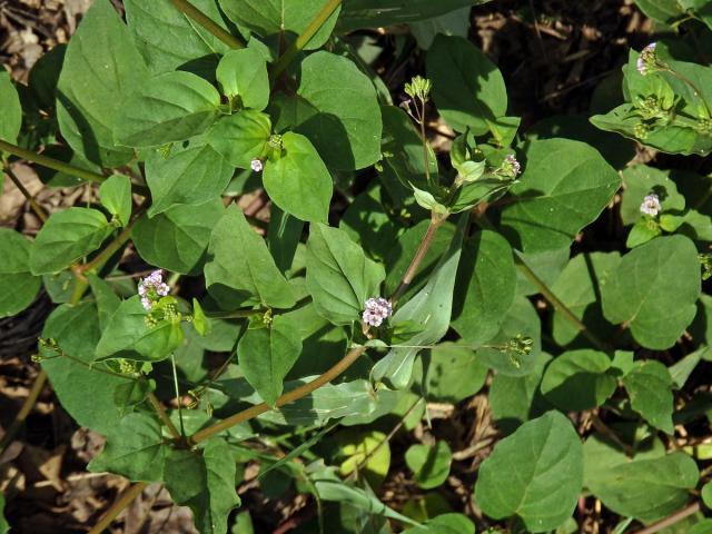 Boerhavia acutifolia (Choisy) J. W. Moore