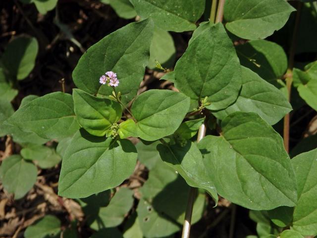 Boerhavia acutifolia (Choisy) J. W. Moore