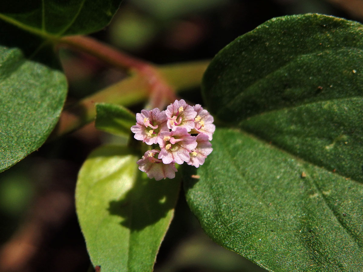 Boerhavia acutifolia (Choisy) J. W. Moore