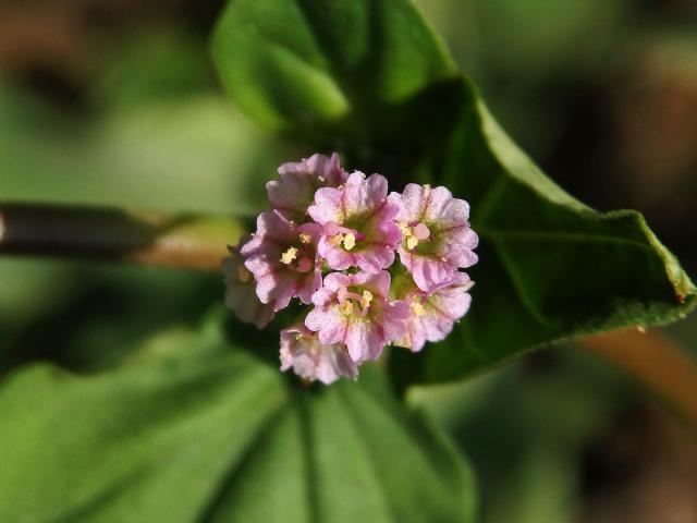 Boerhavia acutifolia (Choisy) J. W. Moore