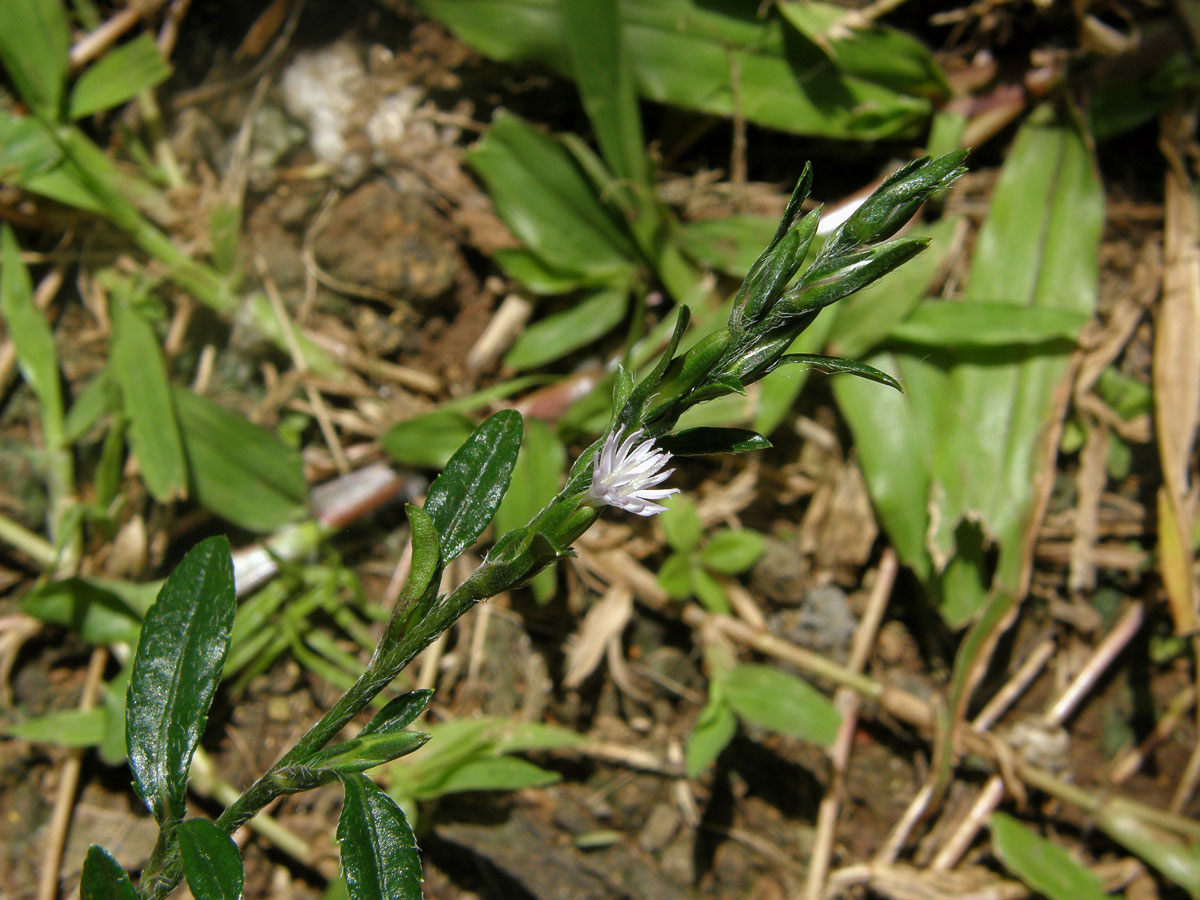 Pseudelephantopus spicatus (Jusss. ex Aubl.) C. F. Baker