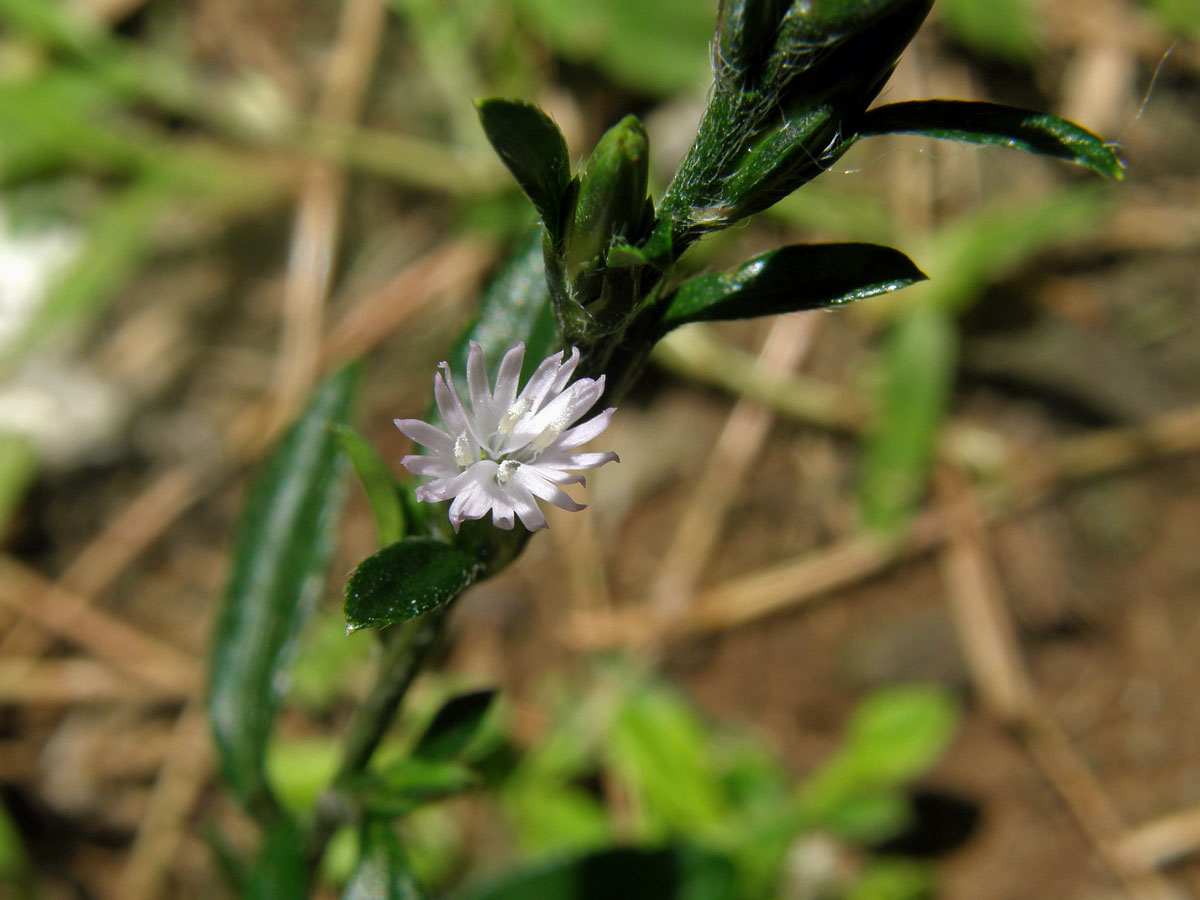 Pseudelephantopus spicatus (Jusss. ex Aubl.) C. F. Baker