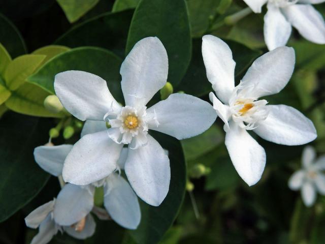 Wrightia antidysenterica (L.) R. Br.