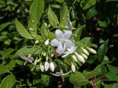 Wrightia religiosa (Teijsm. & Binn.) Benth.