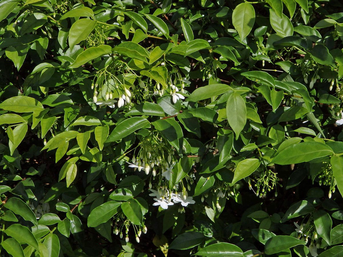 Wrightia religiosa (Teijsm. & Binn.) Benth.