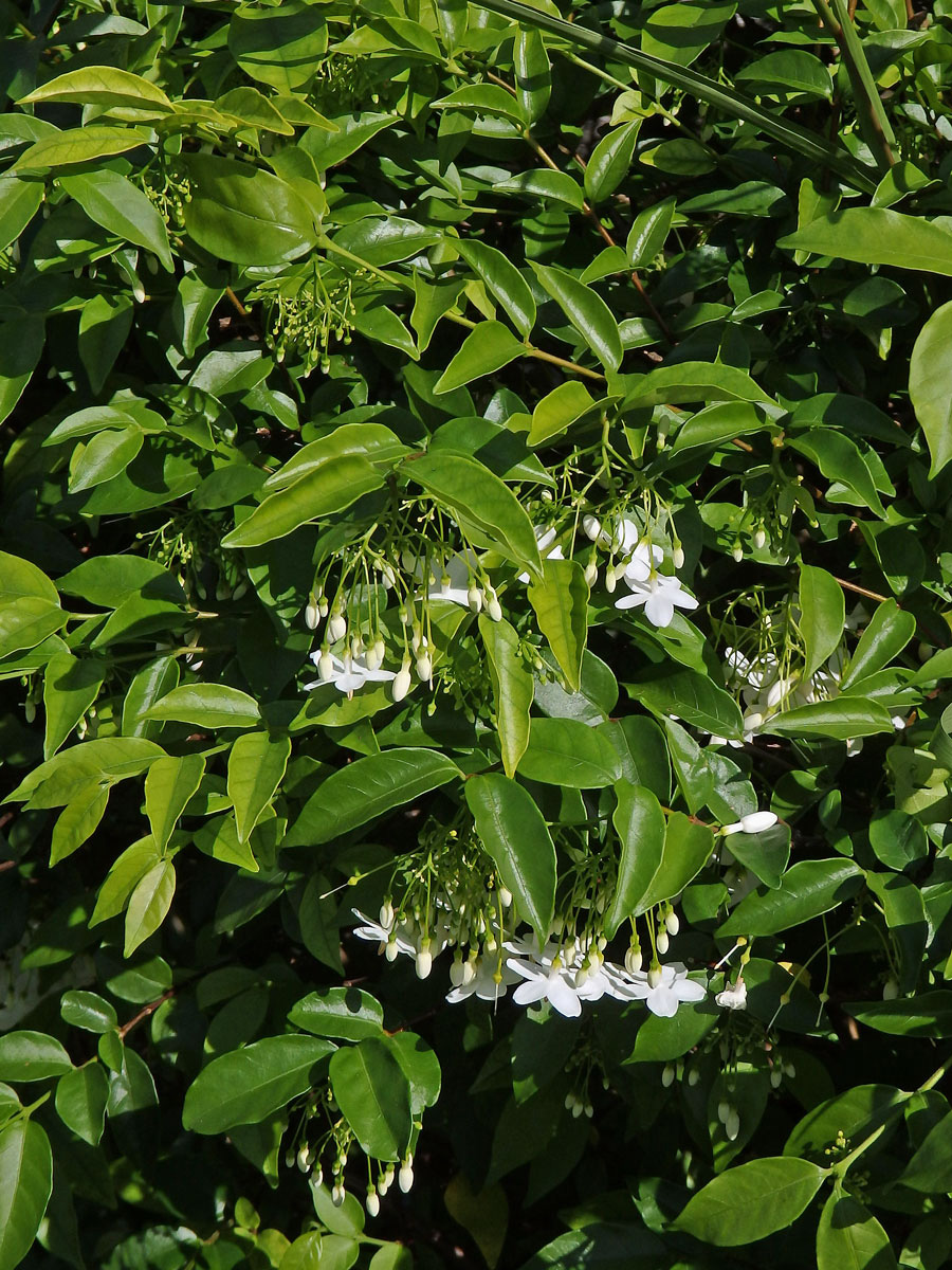 Wrightia religiosa (Teijsm. & Binn.) Benth.