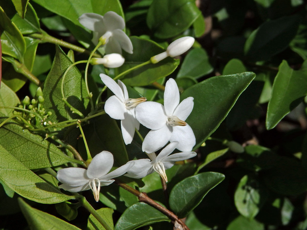 Wrightia religiosa (Teijsm. & Binn.) Benth.