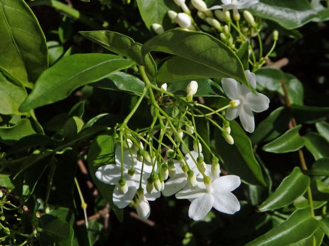 Wrightia religiosa (Teijsm. & Binn.) Benth.