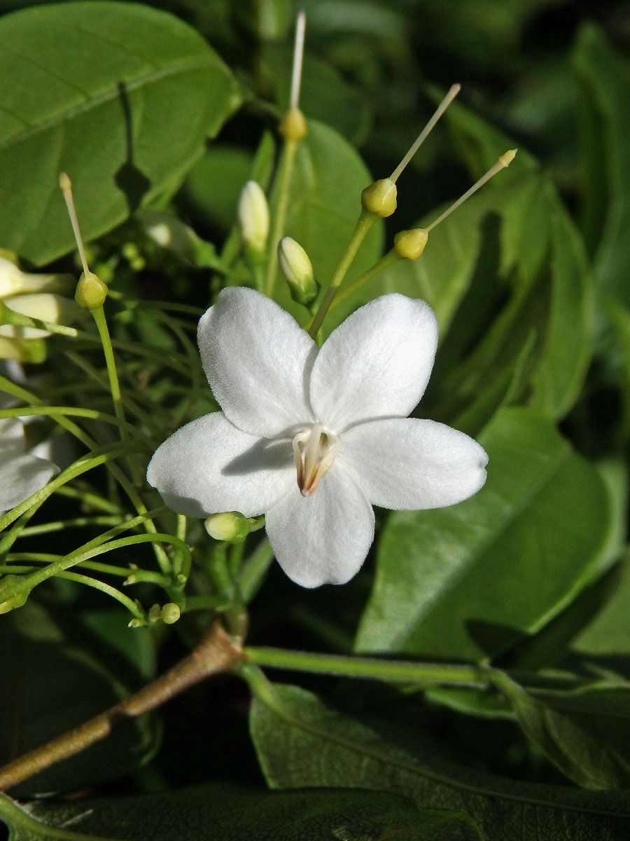 Wrightia religiosa (Teijsm. & Binn.) Benth.