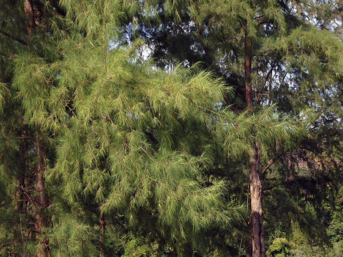 Přesličník přesličkolistý (Casuarina equisetifolia L.)