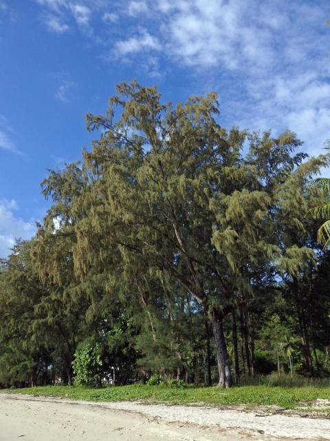 Přesličník přesličkolistý (Casuarina equisetifolia L.)