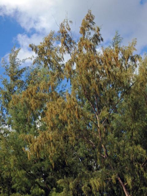 Přesličník přesličkolistý (Casuarina equisetifolia L.)