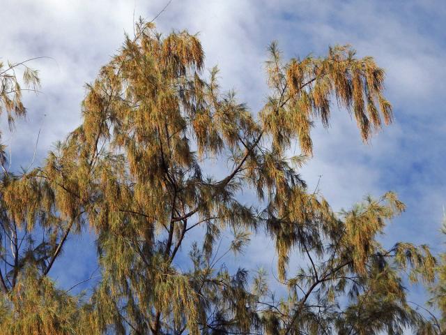 Přesličník přesličkolistý (Casuarina equisetifolia L.)